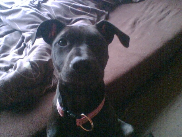 Anjala (American Pitbull Terrier, Dobermann) American Pitbull Terrier Dobermann 